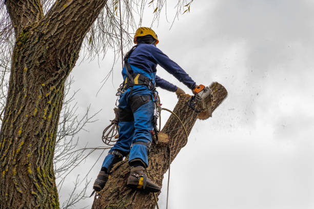 Best Professional Tree Care  in Hailey, ID